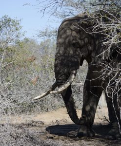 Elephant in Dry Kruger Park