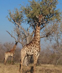 Giraffe can reach high