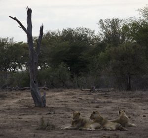 Lions in Dry Kruger Park