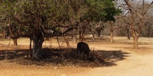 Nyala Eating in Drought