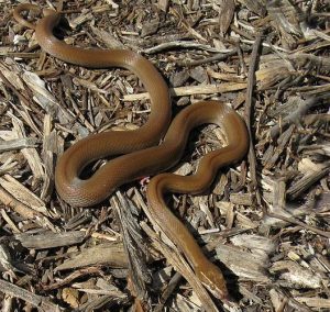 brown house snake